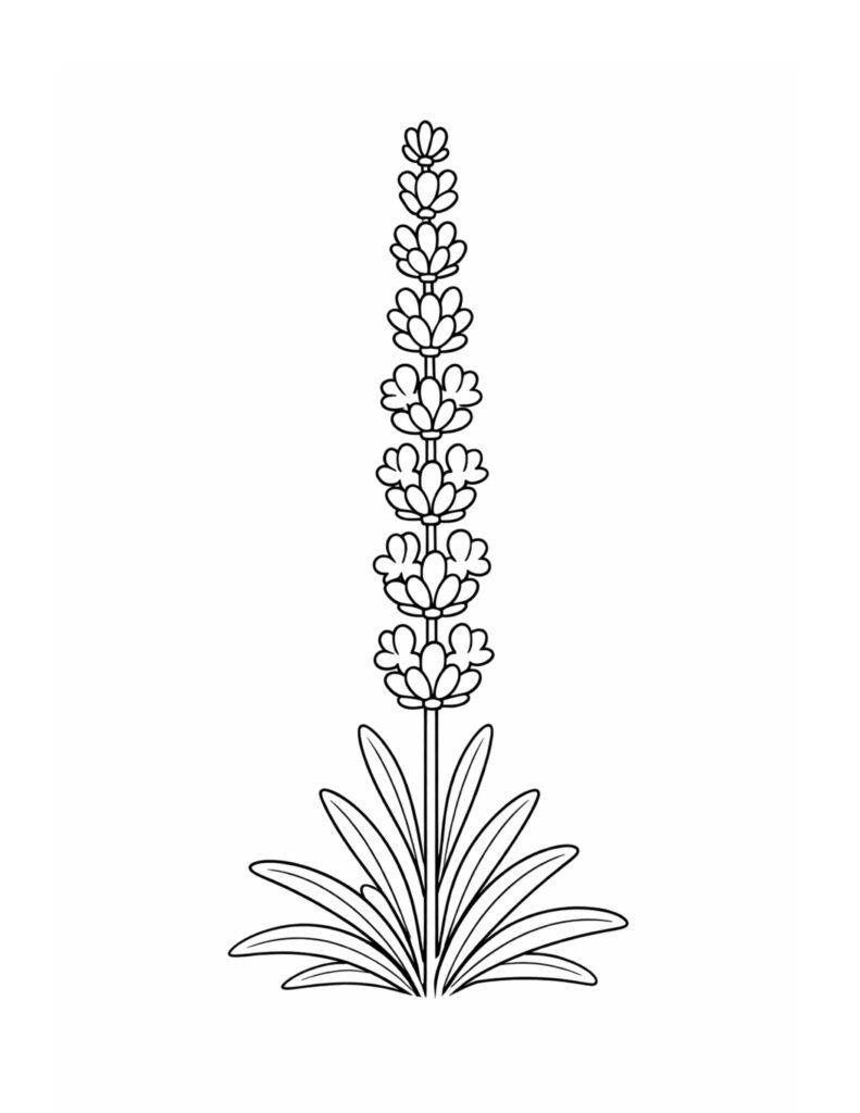 lavender sprig with long stem coloring page showing stacked buds on a tall stem with narrow leaves coloring page